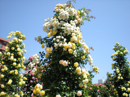 resize0116