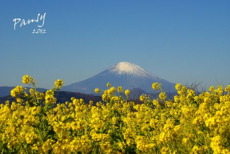 菜の花畑 2012・・2