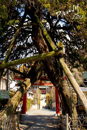 交差した柏槇(びゃくしん)の樹・・荏柄天神社・・17