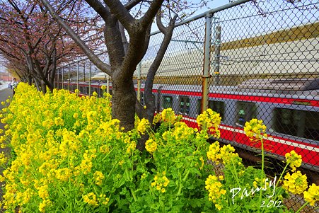 桜の樹と・・菜の花と・・京急と・・
