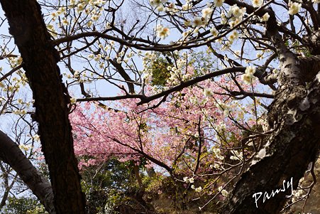 梅と桜と・・ 円覚寺・・16