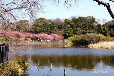 河津桜咲く三浦海岸-323
