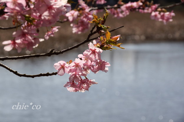 河津桜咲く三浦海岸-324