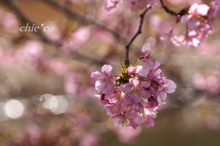 河津桜咲く三浦海岸-330