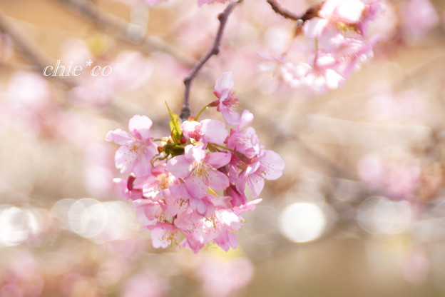 河津桜咲く三浦海岸-331