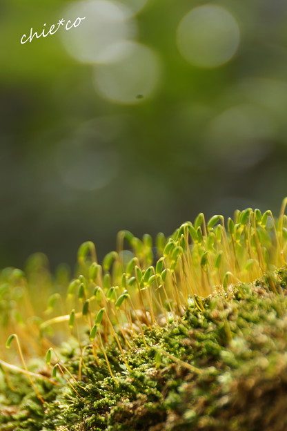 苔の芽・・
