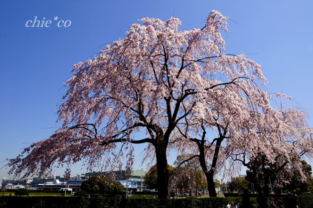 Yokohama-274