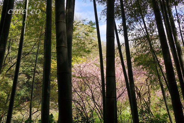 明月院-163