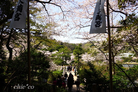 三渓園～桜咲くころ～-241