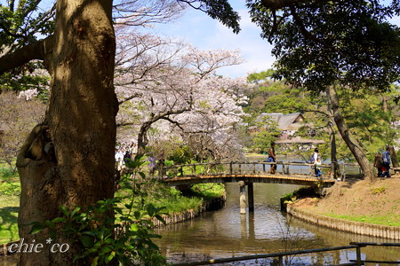三渓園~桜咲くころ~-246