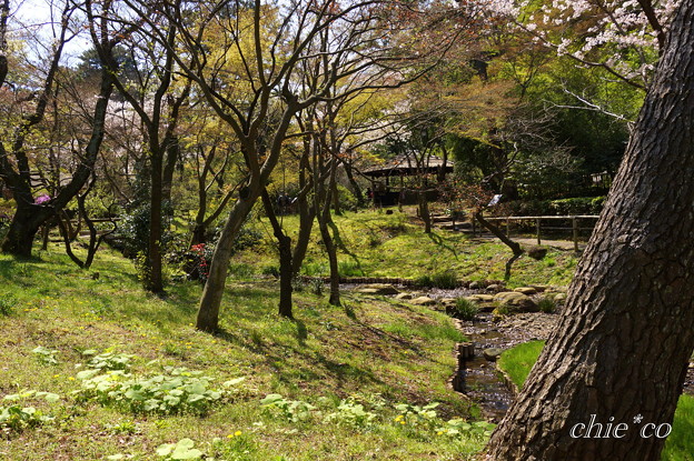 三渓園~桜咲くころ~-257