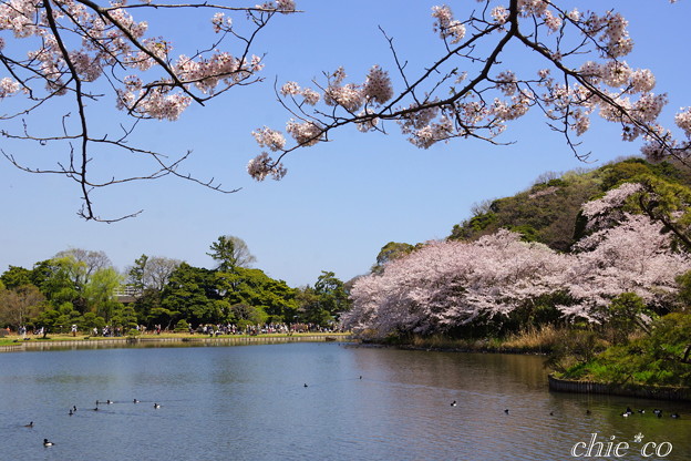 三渓園~桜咲くころ~-258