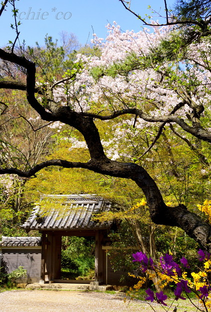 三渓園~桜咲くころ~-263