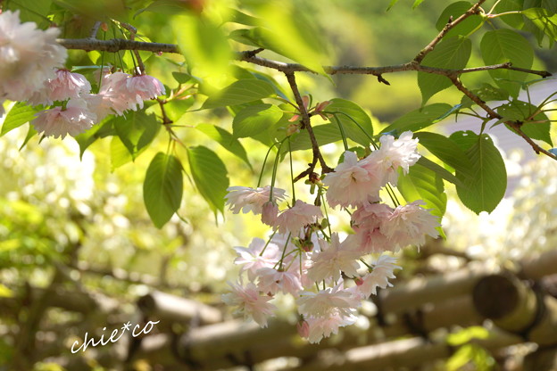 鎌足桜と・・白藤棚と・・
