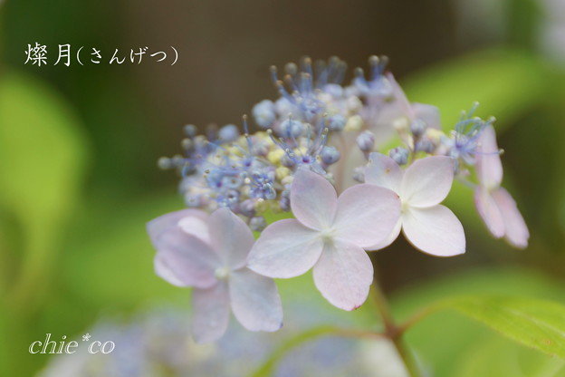 Kamakura-730
