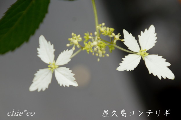 Kamakura-744