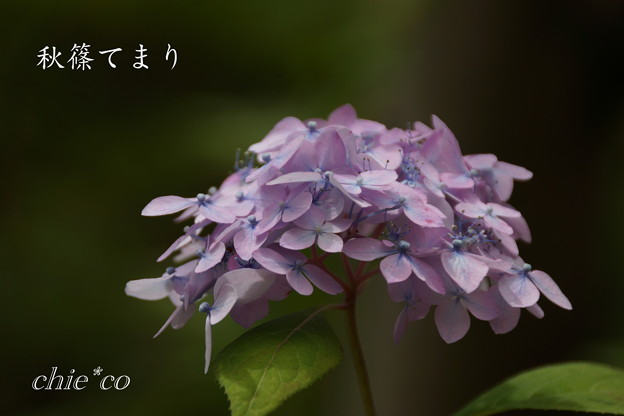 Kamakura-819