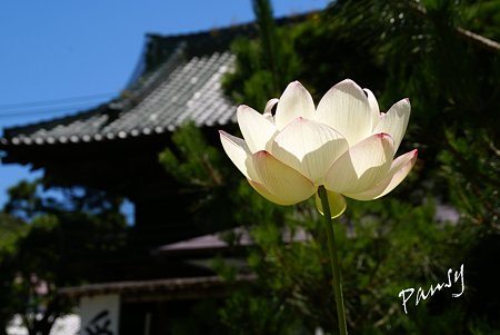 蓮咲く寺院・・2