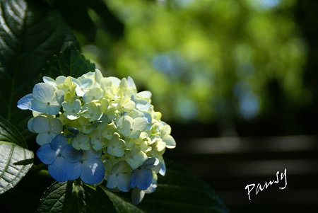 夏の紫陽花・・