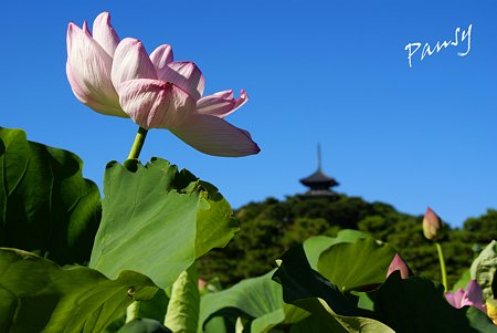 三渓園の蓮池・・2