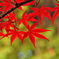 Photos: Autumn Color