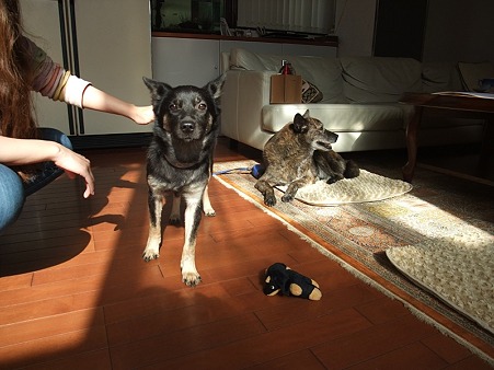 野良の子がセレブ犬に大変身!?