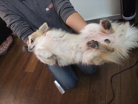 ドライヤーかけてると・・・