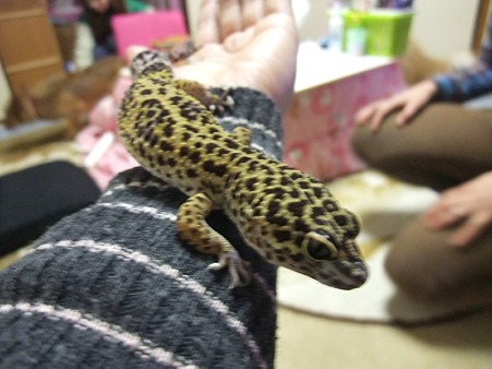 ようダウ!元気やったか~