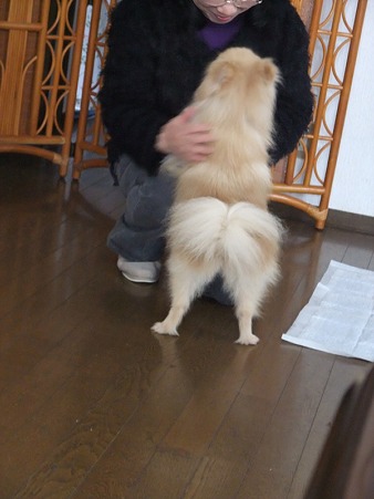 お母さんに走り寄るこてつ