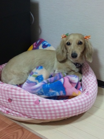 莉乃たんです~