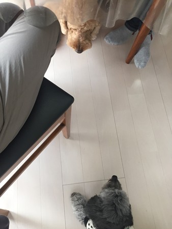 これが本当のお見合い♪