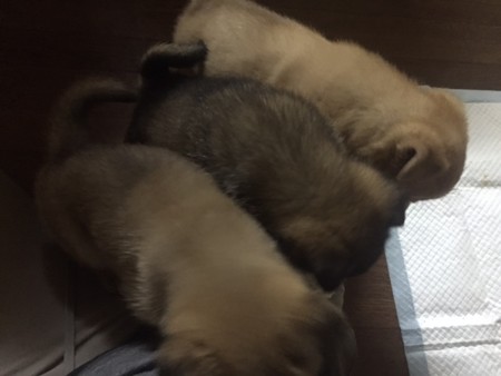 右ひざの上で器用に並んだ~(笑)