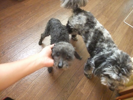 これで大きさ分かるかな?