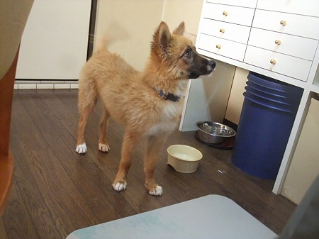 4足とも足先が白い