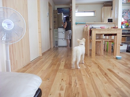 つかづ離れず・・・