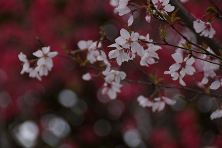 彼岸桜!