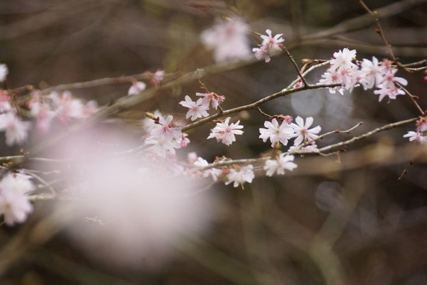 東慶寺十月桜150315-2535