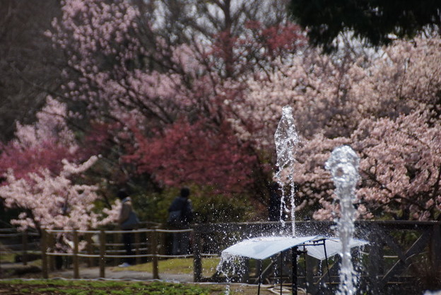 噴水と桜150322-8045