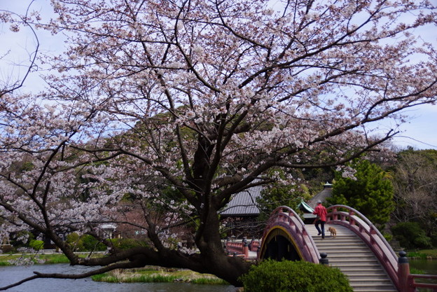 称名寺m太鼓橋の桜!2015