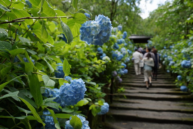 紫陽花の参道!201506
