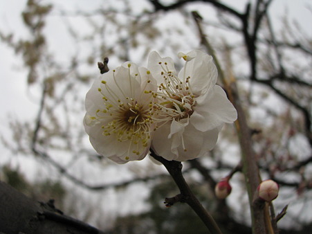 梅