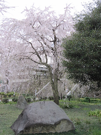 枝垂桜 (3)