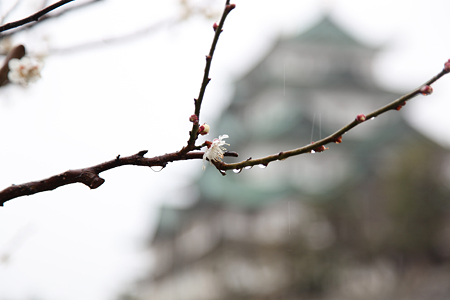 名古屋城 - 004