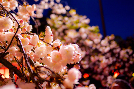 造幣局「桜の通り抜け」 夜桜