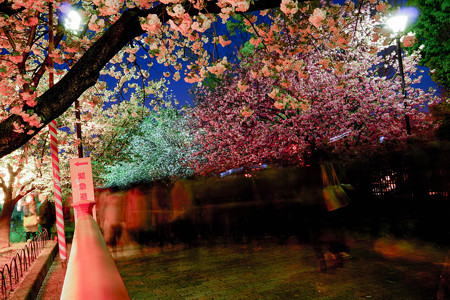 造幣局「桜の通り抜け」 夜桜