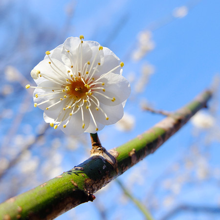DSCF6877