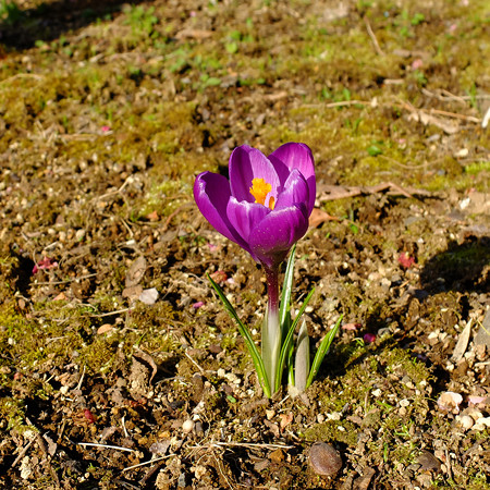 DSCF7724