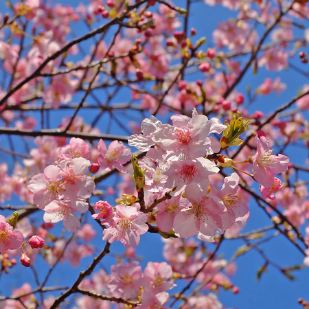 DSCF7712