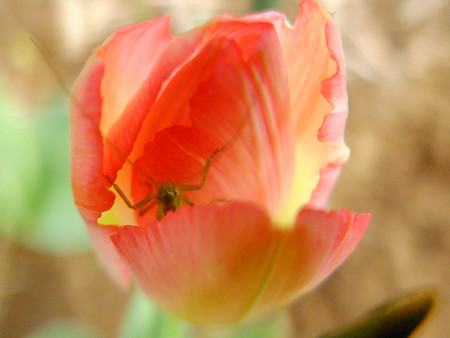 DSCF1908