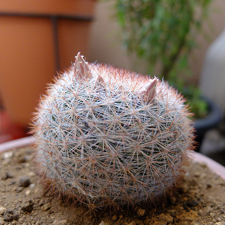 DSCF2221